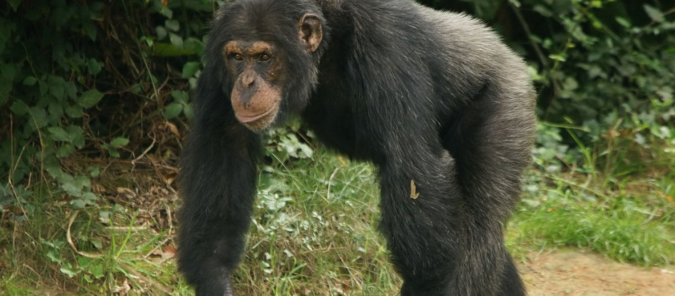 Ο θάνατός σου η ζωή μου: Η βίαιη καθημερινότητα των χιμπατζήδων (βίντεο)